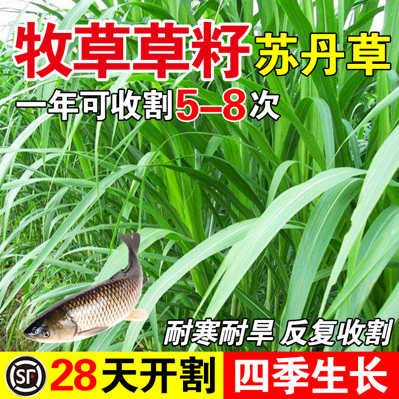 牧草草籽进口高丹草种四季猪牛羊