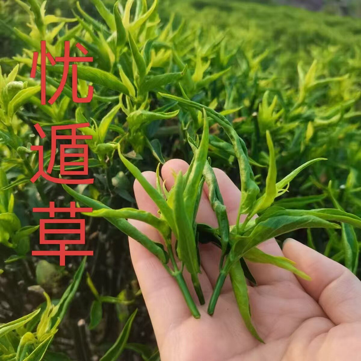 新鲜嫩芯纯种忧遁草鲜叶鳄嘴花优遁草黎王草小尖叶鲜叶现摘现发