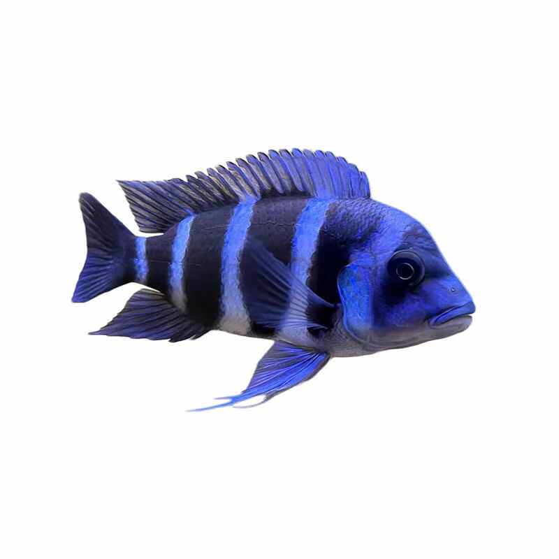 台湾皇冠布隆迪六间萨伊蓝六间坦鲷慈鲷三湖鱼观赏鱼活体鱼