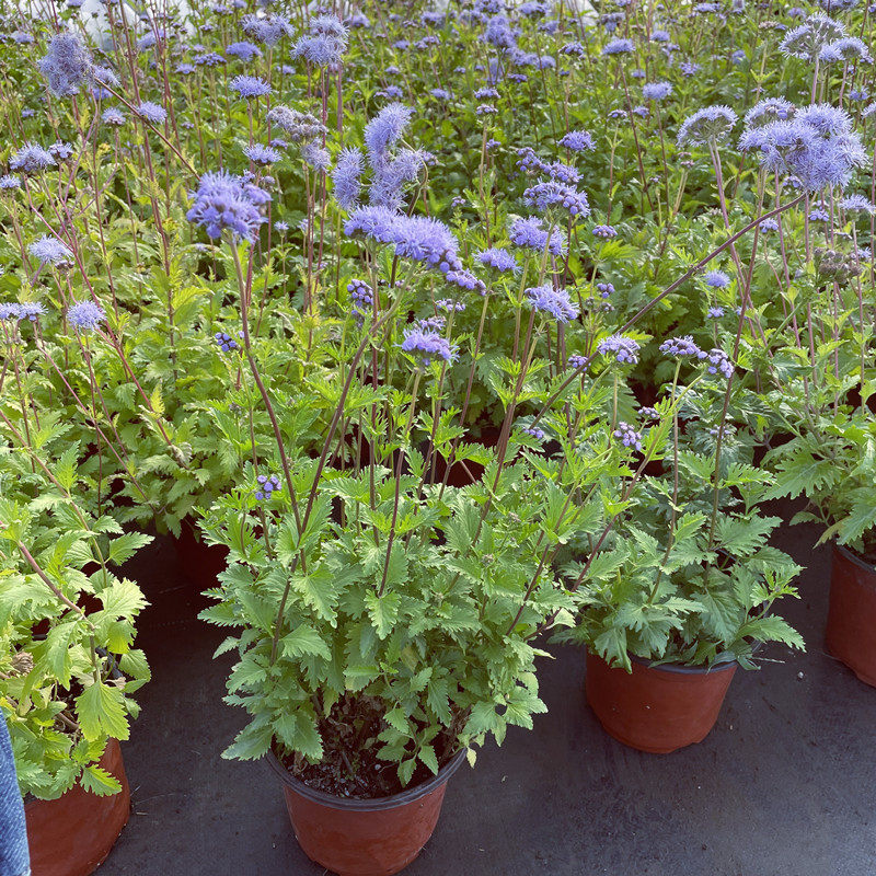 蓝雾花盆栽 花镜植物庭院阳台多年生植物花期长耐热耐寒带花发货