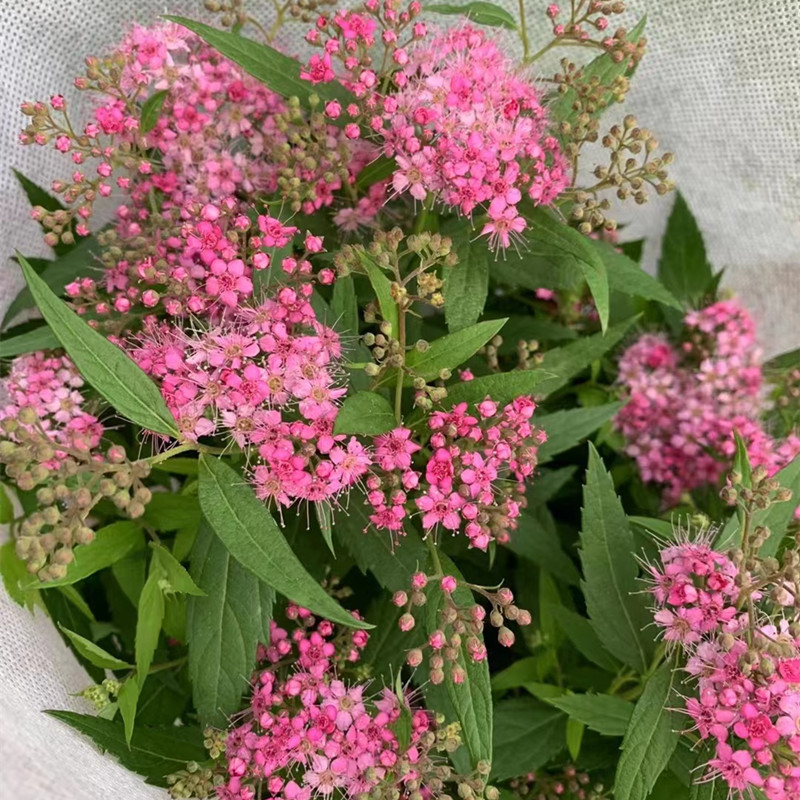 粉花绣线菊庭院阳台花卉图片