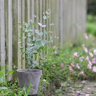 尤加利盆栽 澳洲进口银叶桉 银水滴 北欧风室内观叶植物