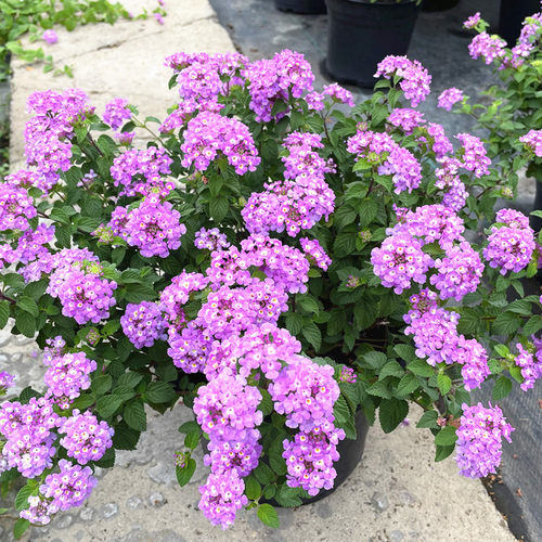 耐晒多年生室外地栽花期长五色梅