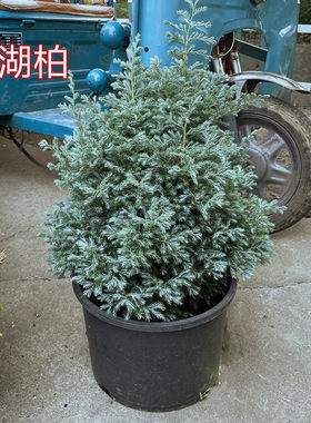 蓝湖柏蓝色波尔瓦蓝冰柏四季赏叶