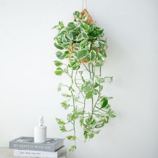 精品室内植物绿萝 雪花葛花叶葛盆栽室内垂吊植物净化空气可水培
