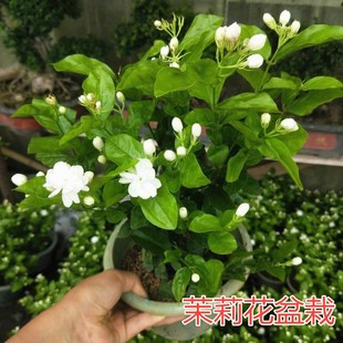 茉莉花盆栽花苗 常青芳香花卉 虎头茉莉大苗庭院阳台木本植物四季