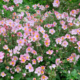 打破碗碗花 银莲花 秋牡丹多年生宿根花卉 耐寒花镜植物好养