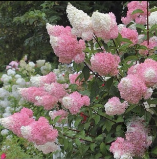 圆锥绣球盆栽 石灰灯香草草莓 夏季绣球耐热耐晒庭院阳台木本植物