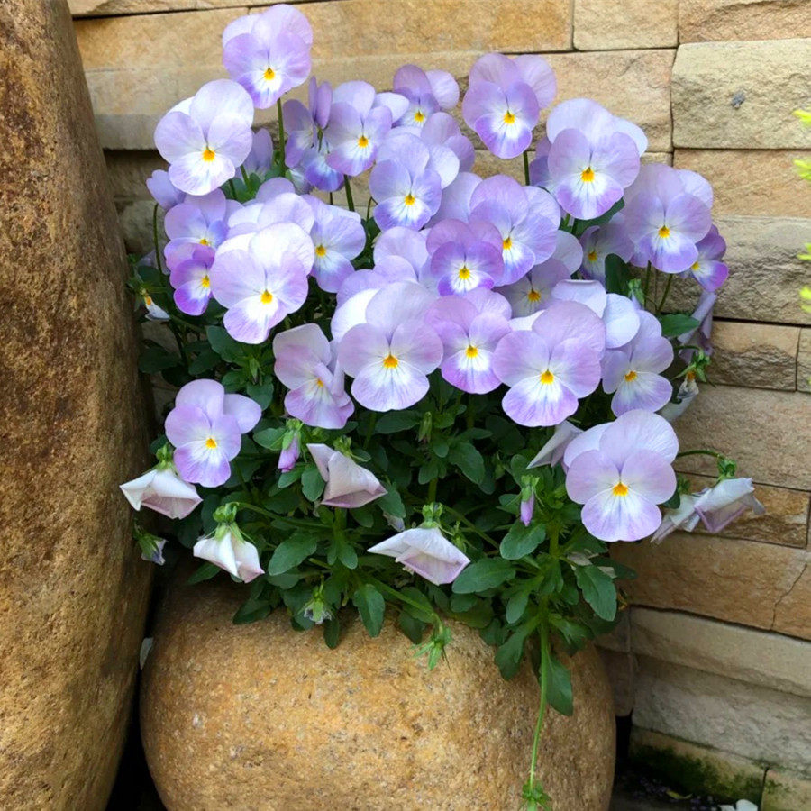 小兔子角堇三色堇角堇盆栽花期长露天耐寒地栽盆栽垂吊带花发包邮