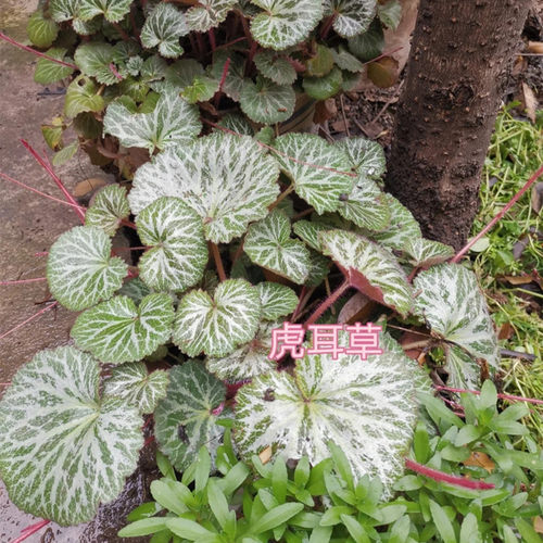 虎耳草金丝荷叶耐寒耐阴植物