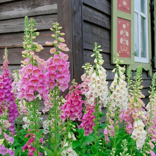 毛地黄好养阳台庭院花卉