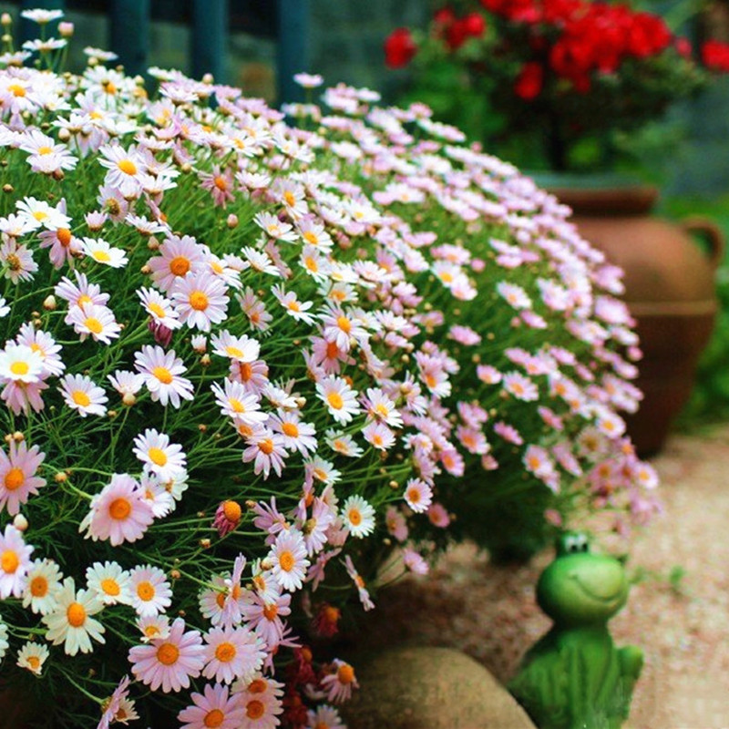 玛格丽特花苗阳台雏菊花期长