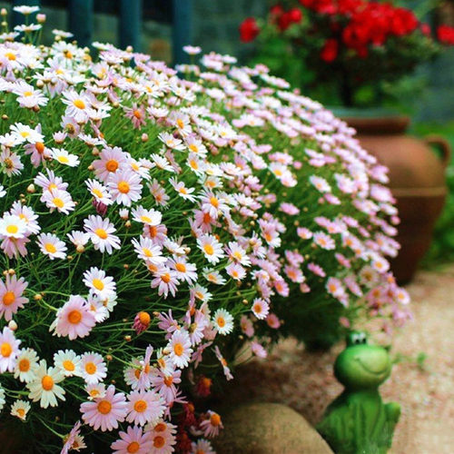 玛格丽特花苗阳台雏菊花期长