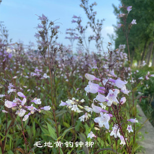 花镜植物毛地黄钓钟柳吊钟柳 宿根多年生耐寒热庭院阳台四季花卉