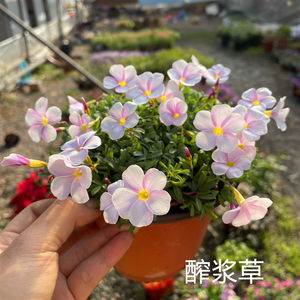 植物四叶草价格 植物四叶草图片 星期三