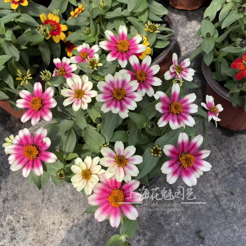 百日草盆栽矮杆 室内阳台庭院绿化用花 花期长 花色艳丽 好养
