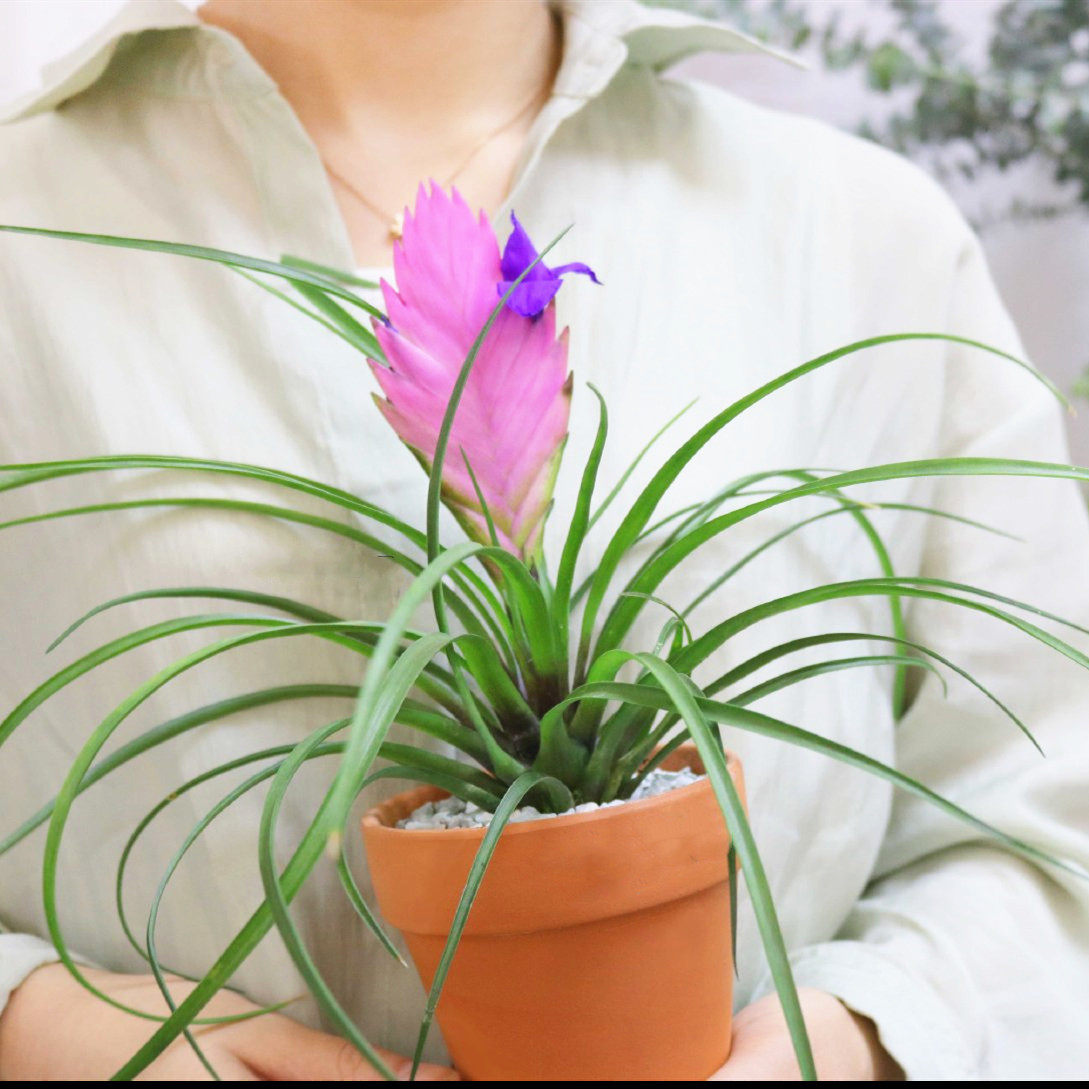 办公室铁兰盆栽 四季常绿净化空气去甲醛 铁兰花 紫花凤梨花期长