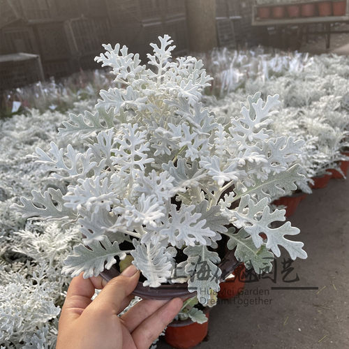 耐寒银叶菊庭院观叶百搭植物