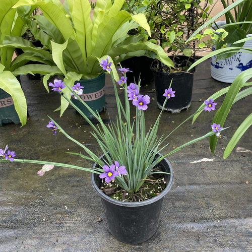 庭菖蒲庭院阳台多年生宿根花卉