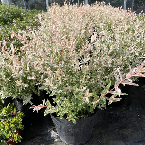 彩叶杞柳多年生灌木植物色彩好看