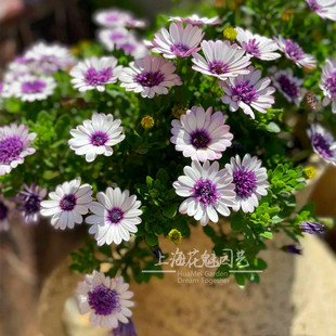 南非万寿菊盆栽 蓝目菊花卉花期长多年生耐寒庭院阳台植物好养