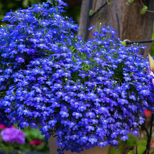 六倍利蓝色唯美植物阳台庭院花卉