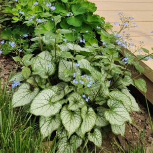 心叶牛舌草盆栽多年生耐寒耐阴庭院阳台花园地被盆栽彩叶植物花卉