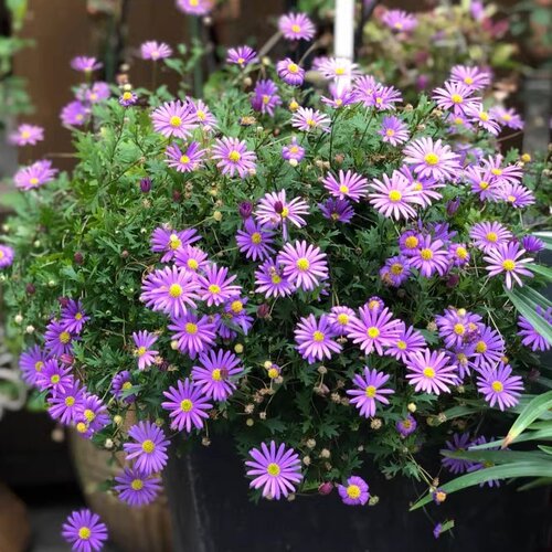 耐寒庭院多年生姬小菊盆栽包邮