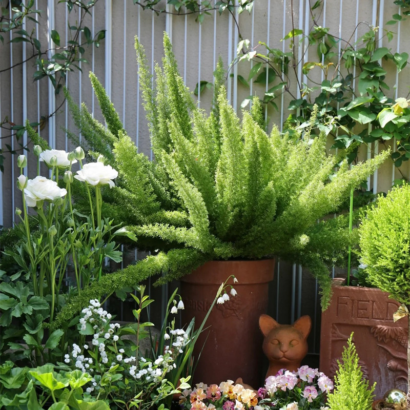 绿植多年生草本花园狐尾天门冬