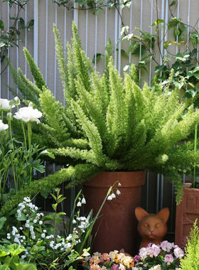 绿植多年生草本花园狐尾天门冬