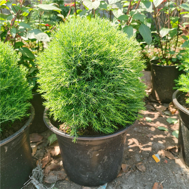 可爱皮球松盆栽球型松树皮球柏院观叶植物耐寒耐热多年生好养包邮