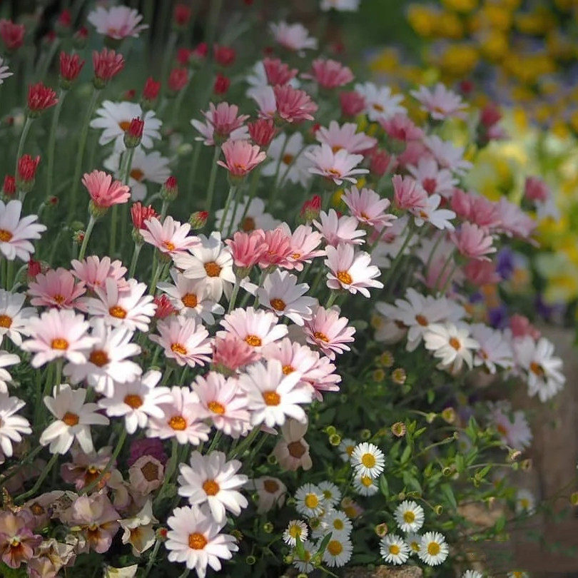 摩洛哥雏菊盆栽  阳台庭院花卉 好养易爆盆  多年生耐热耐寒植物