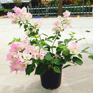 三角梅花卉盆栽带花发货室内阳台庭院花期长花量大多年生木本植物