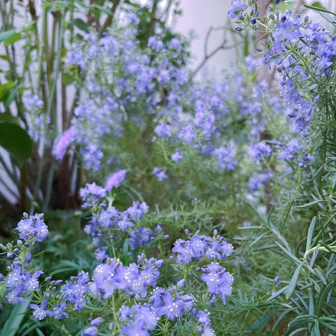 蓝色 哈密瓜地肤 芳香草本植物 有香味 庭院阳台多年生耐热耐寒盆