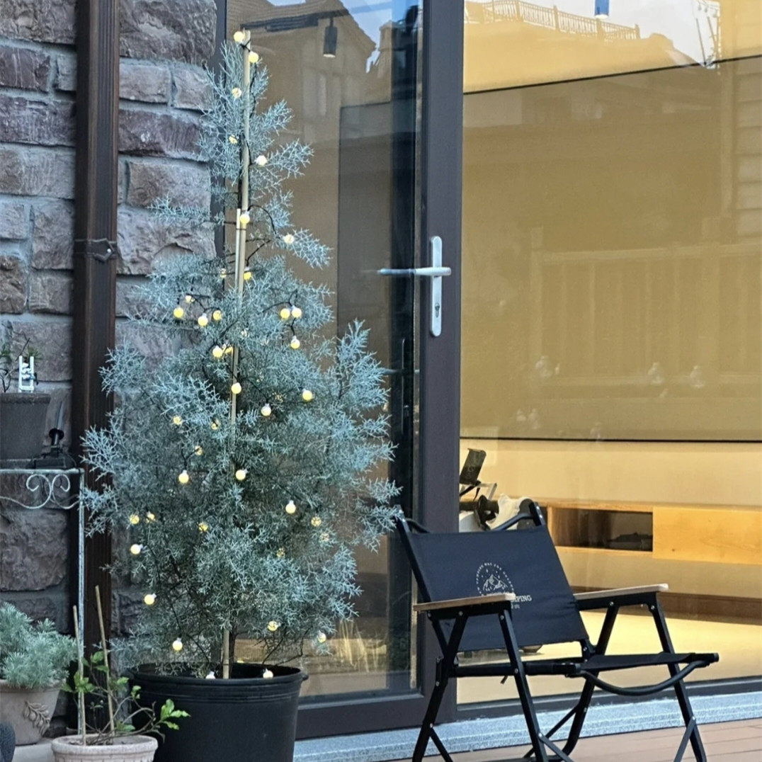 蓝灰色高级感蓝冰柏树 圣诞树 阳台庭院观叶植物美观养耐热耐寒