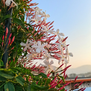 多花素馨盆栽 芳香爬藤植物 多年生藤本花庭院阳台好养