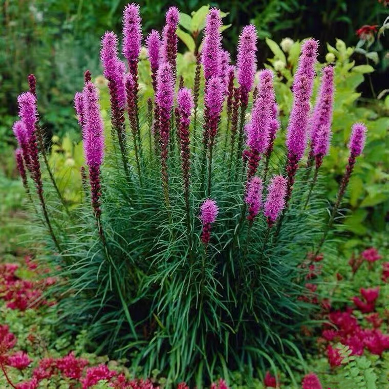 蛇鞭菊庭院室外多年生草本花卉