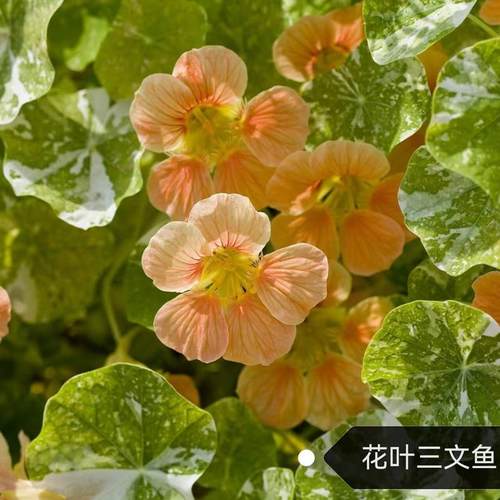 旱金莲盆栽  垂吊爬藤植物 旱荷花 耐寒耐热 好养耐半阴