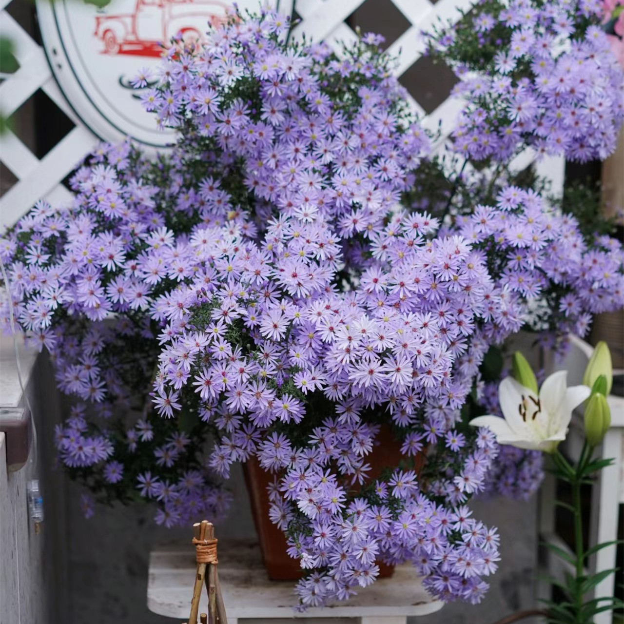 荷兰菊小卡罗多年生宿根花卉