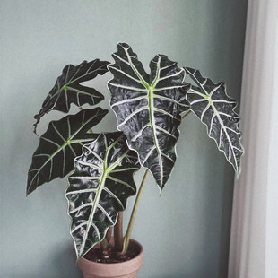 大仙女海芋 小仙女盆栽 黑叶芋 ins风观叶绿植桌面盆栽净化空气