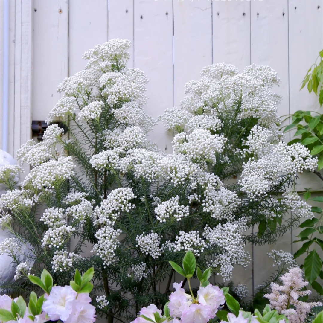 澳洲米花白色阳台庭院多年生常绿小灌木花镜植物耐热耐寒好养皮实