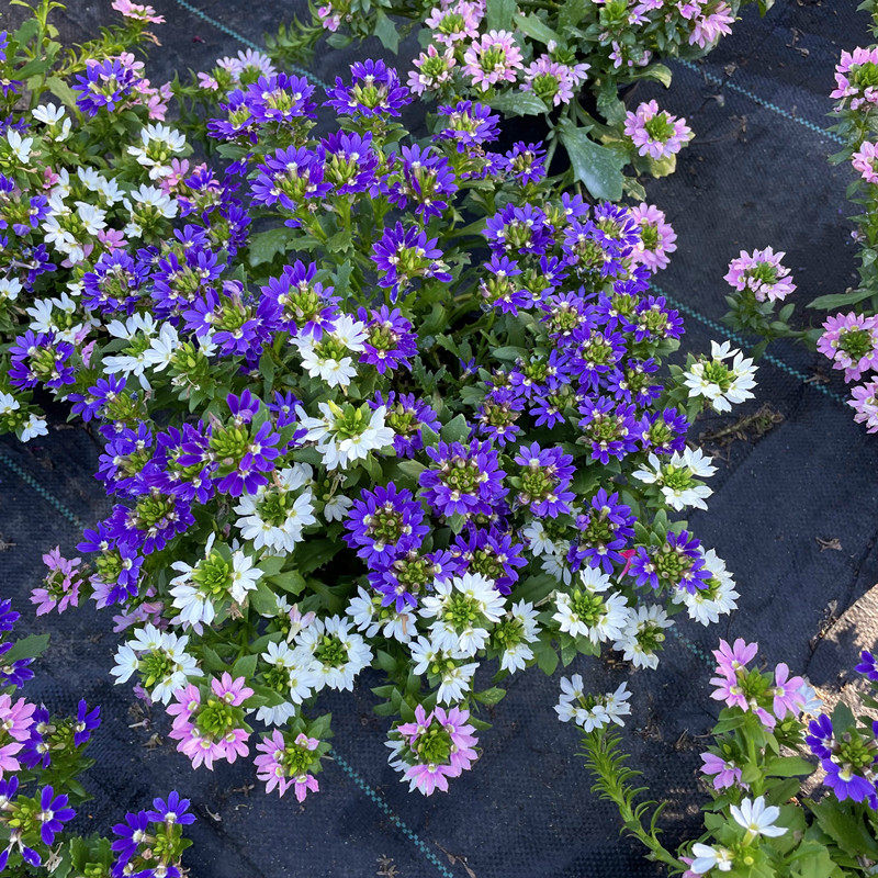 新品半扇花盆栽  蓝扇花花卉 室内阳台庭院多年生植物 花期长好养