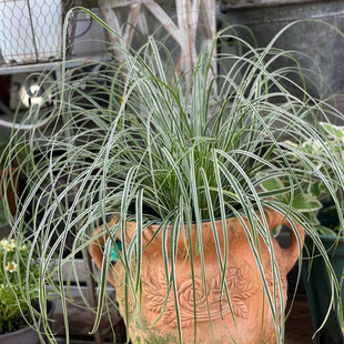 埃弗里斯特苔草盆栽 庭院阳台观赏草 皮实好养 耐热耐寒 多年生