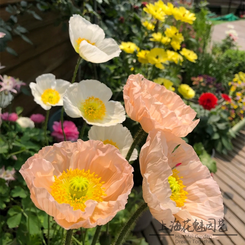 冰岛虞美人盆栽 庭院室外阳台花卉 花期长 好养 颜色靓丽