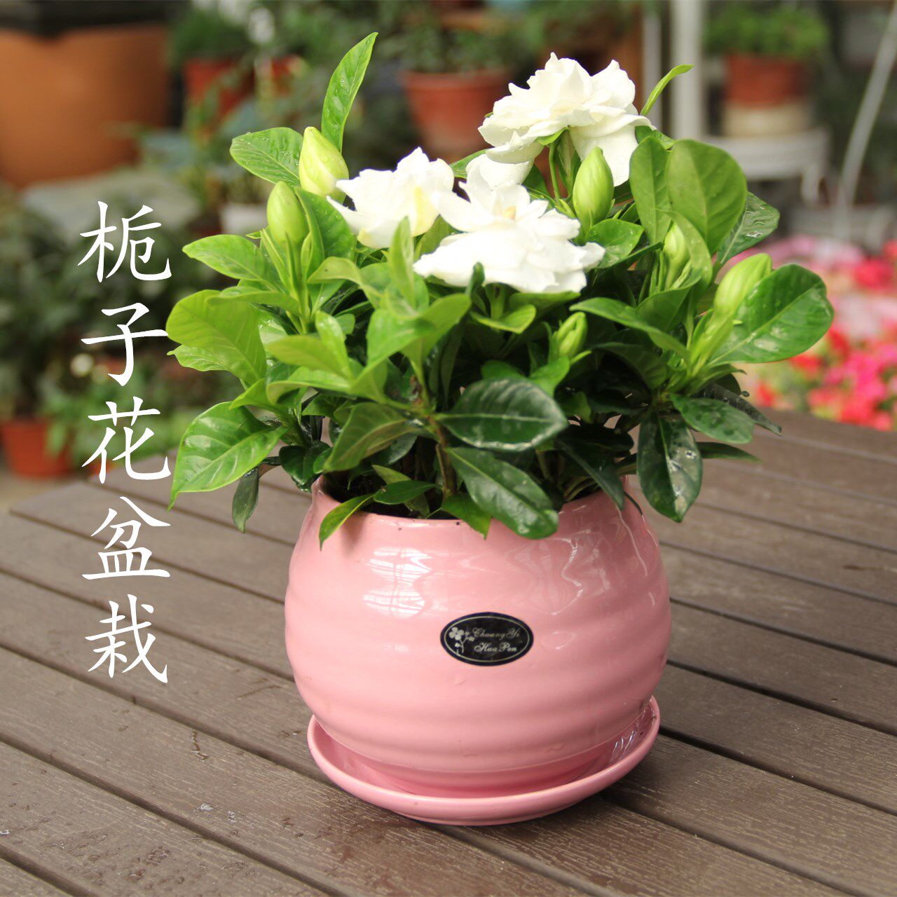 栀子花盆栽室内阳台庭院观花植物花卉花期长