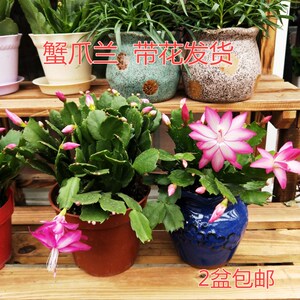 阳台桌面盆栽花卉 蟹爪兰盆栽 新鲜上市花苞多多
