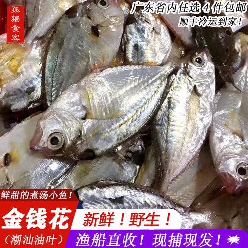 潮汕海捕金钱花油叶鱼煲汤小海鱼汤鲜美树叶仔金钱鱼花令仔