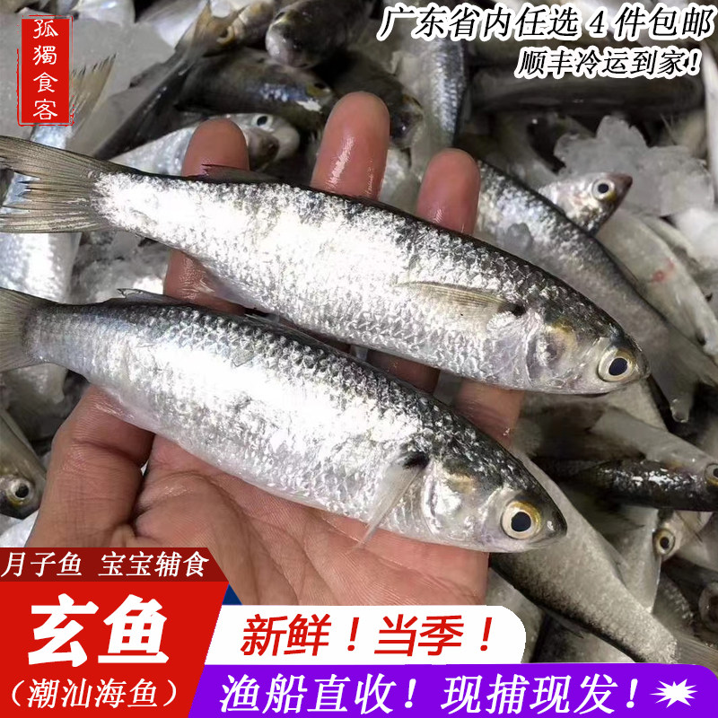 孤独食客潮汕海鱼青玄鱼 白炫鱼1斤新鲜海鲜活海鱼类白弦鱼