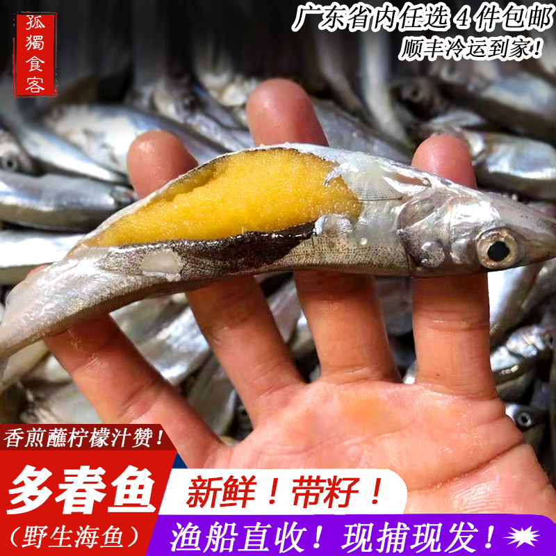 满籽多春鱼 鲜活冷冻鱼类风冻干多春鱼带籽烧烤煎带籽海鲜海鱼