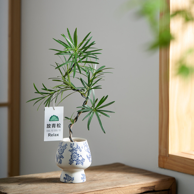 【放青松】造型罗汉松